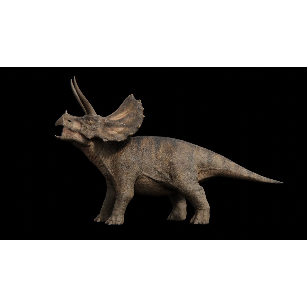 Triceratops 3D Model – Low Poly Rigged Dinosaur with Animations - View 19