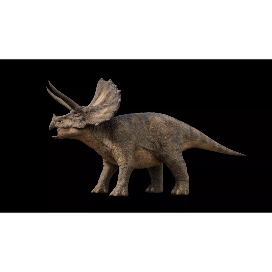 Triceratops 3D Model – Low Poly Rigged Dinosaur with Animations - View 2