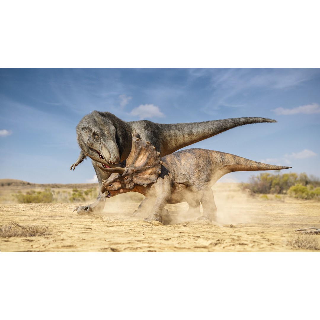 Triceratops 3D Model – Low Poly Rigged Dinosaur with Animations - View 4