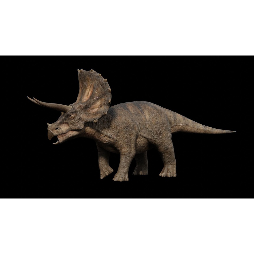 Triceratops 3D Model – Low Poly Rigged Dinosaur with Animations - View 6
