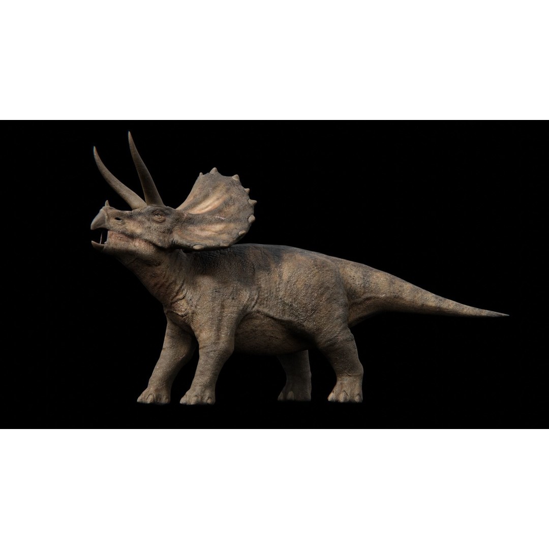 Triceratops 3D Model – Low Poly Rigged Dinosaur with Animations - View 8