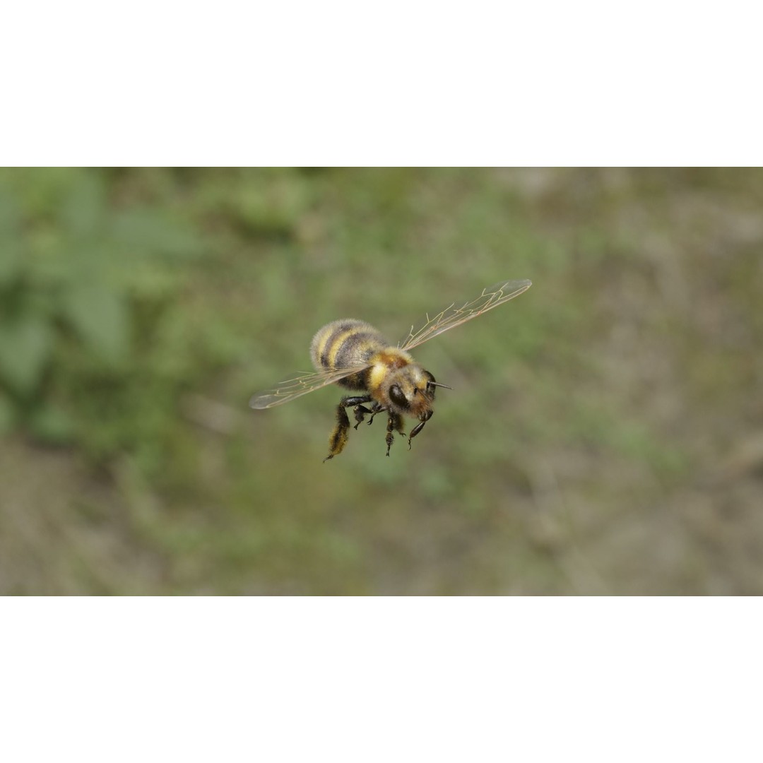 Honey Bee 3D Model – Low Poly Rigged Insect Asset, FBX & Blender - View 10