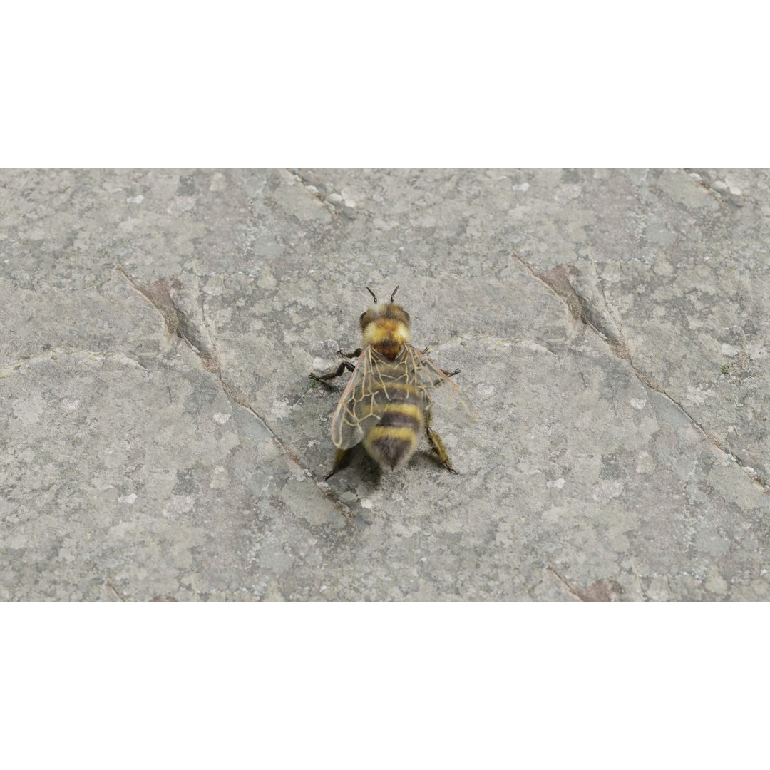 Honey Bee 3D Model – Low Poly Rigged Insect Asset, FBX & Blender - View 12