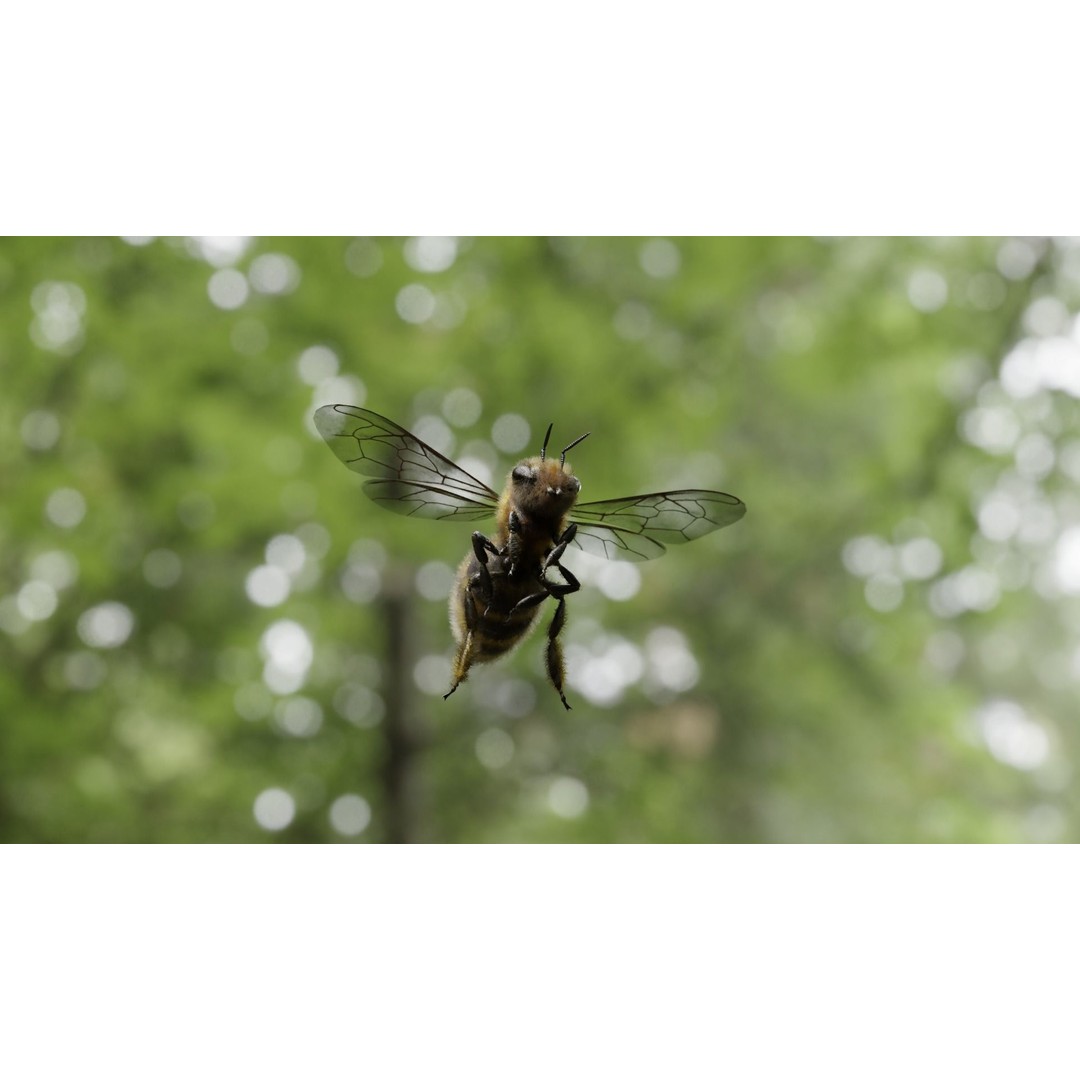 Honey Bee 3D Model – Low Poly Rigged Insect Asset, FBX & Blender - View 15