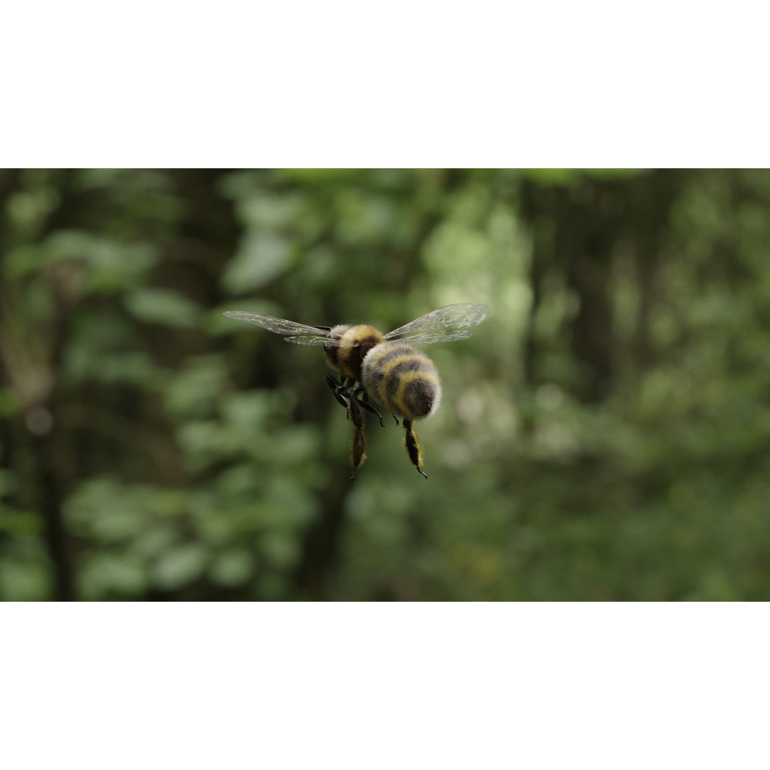 Honey Bee 3D Model – Low Poly Rigged Insect Asset, FBX & Blender - View 16