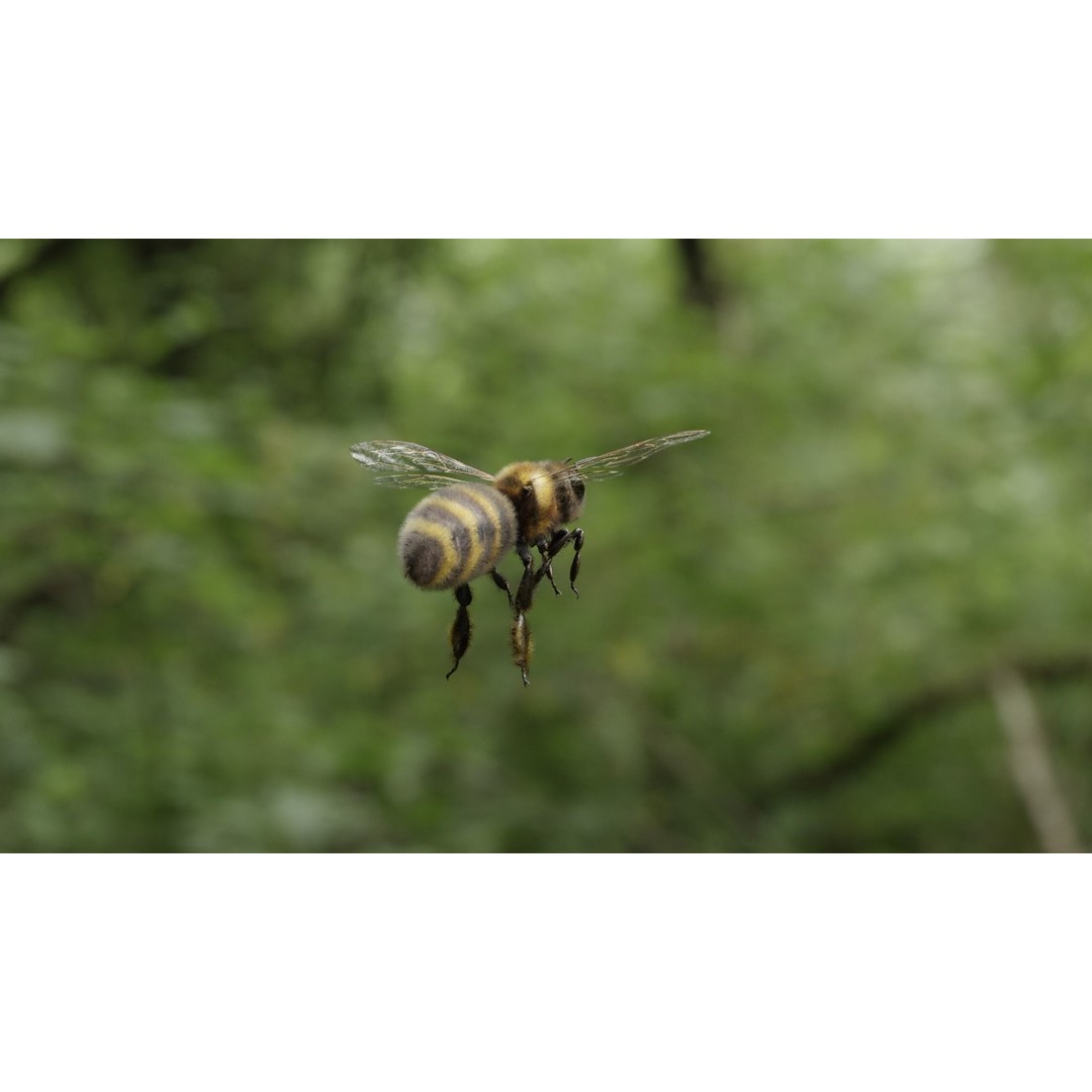 Honey Bee 3D Model – Low Poly Rigged Insect Asset, FBX & Blender - View 17