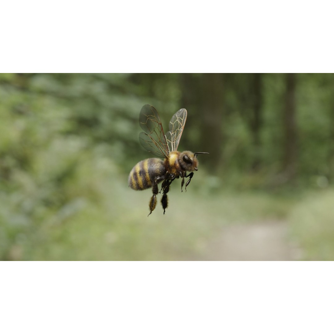 Honey Bee 3D Model – Low Poly Rigged Insect Asset, FBX & Blender - View 18