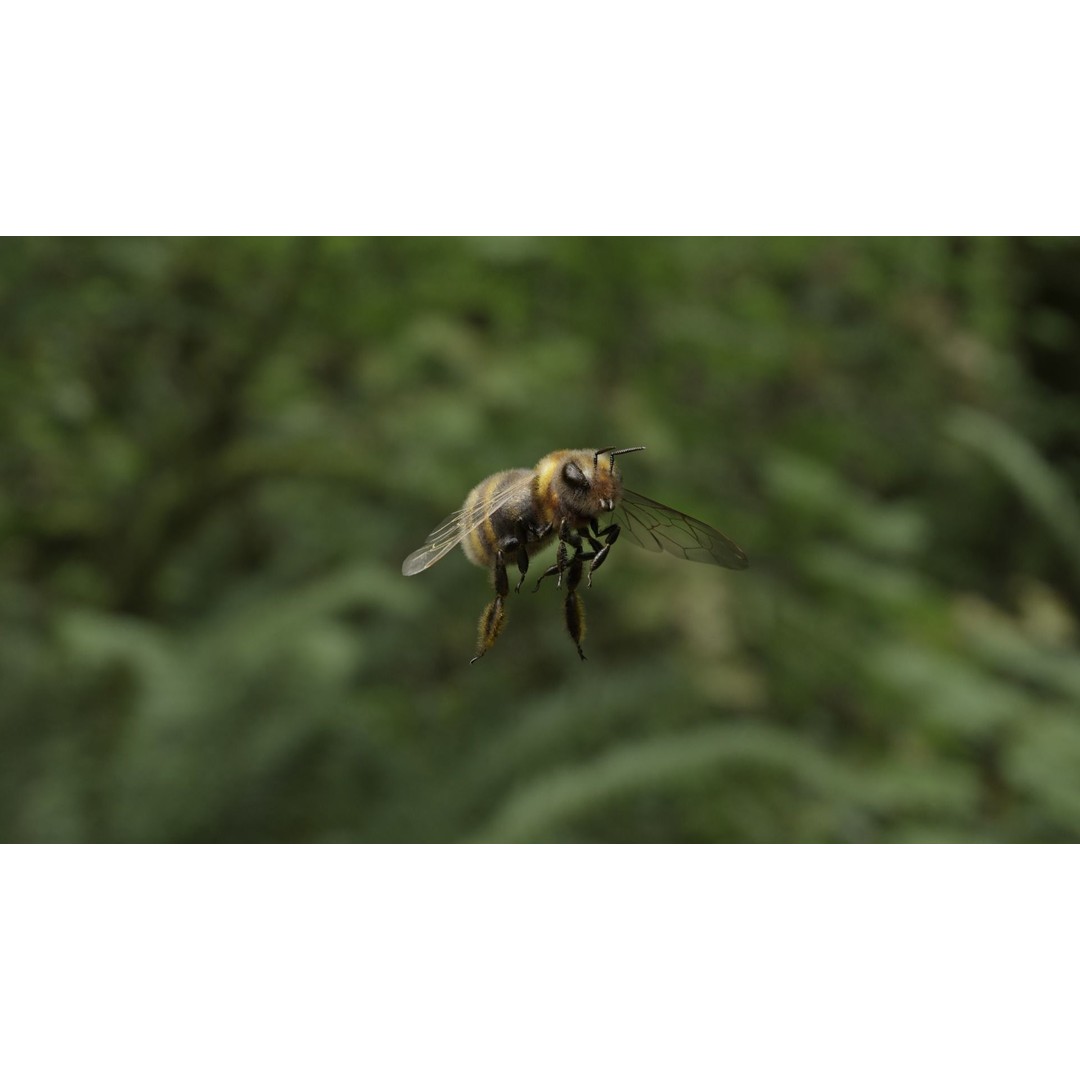 Honey Bee 3D Model – Low Poly Rigged Insect Asset, FBX & Blender - View 19
