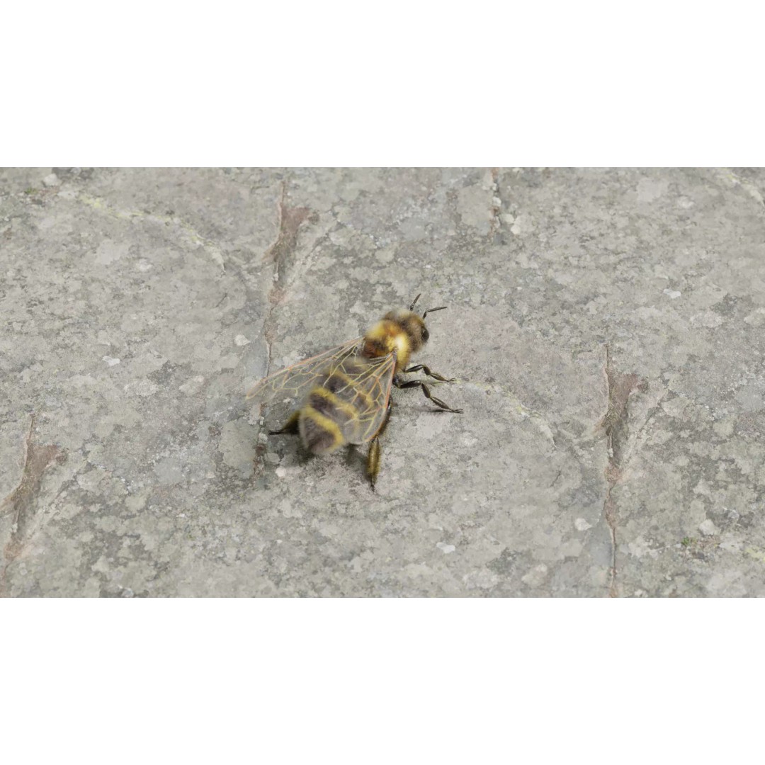 Honey Bee 3D Model – Low Poly Rigged Insect Asset, FBX & Blender - View 2