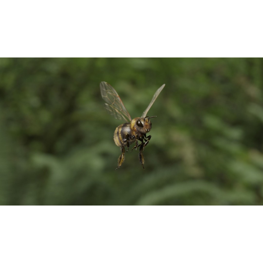 Honey Bee 3D Model – Low Poly Rigged Insect Asset, FBX & Blender - View 24