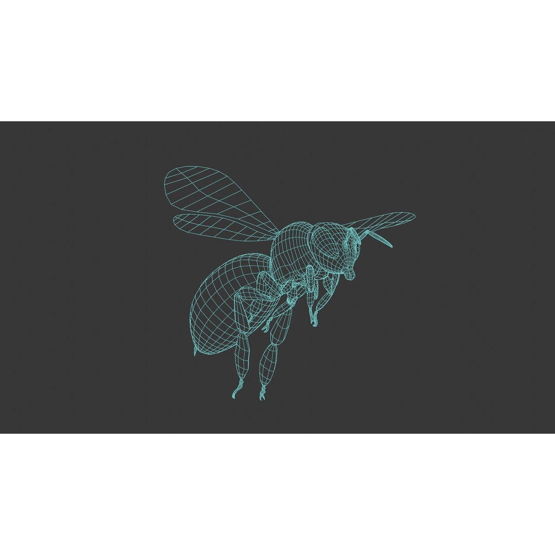 Honey Bee 3D Model – Low Poly Rigged Insect Asset, FBX & Blender - View 26