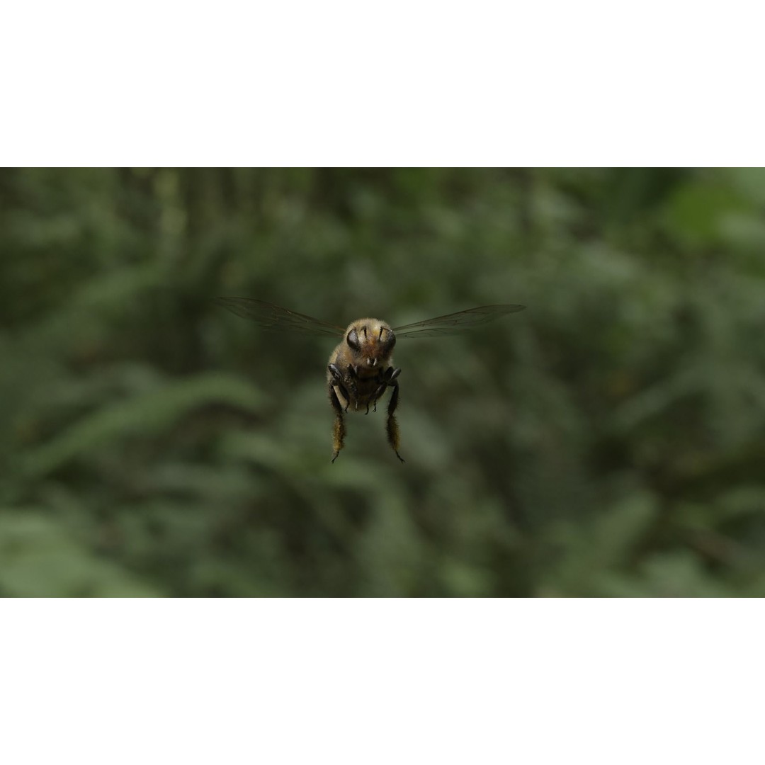Honey Bee 3D Model – Low Poly Rigged Insect Asset, FBX & Blender - View 34
