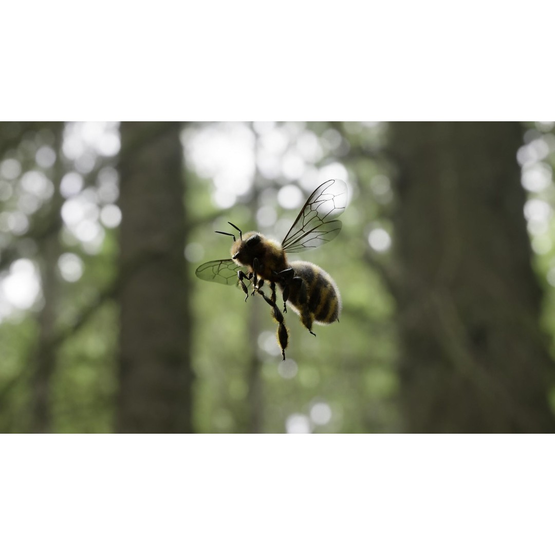 Honey Bee 3D Model – Low Poly Rigged Insect Asset, FBX & Blender - View 36