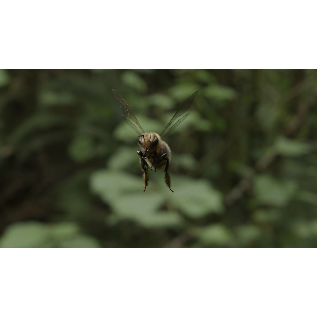 Honey Bee 3D Model – Low Poly Rigged Insect Asset, FBX & Blender - View 39