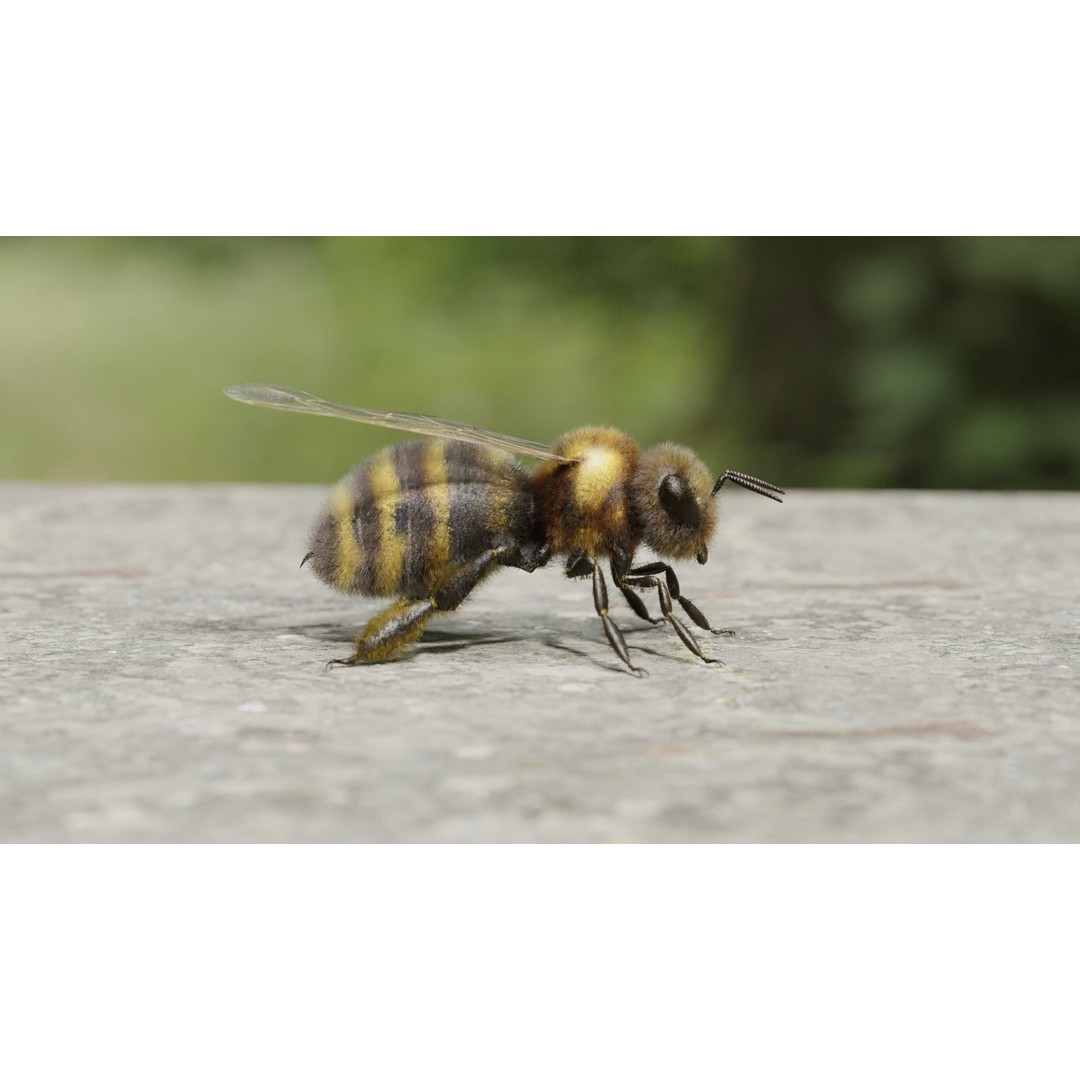Honey Bee 3D Model – Low Poly Rigged Insect Asset, FBX & Blender - View 4