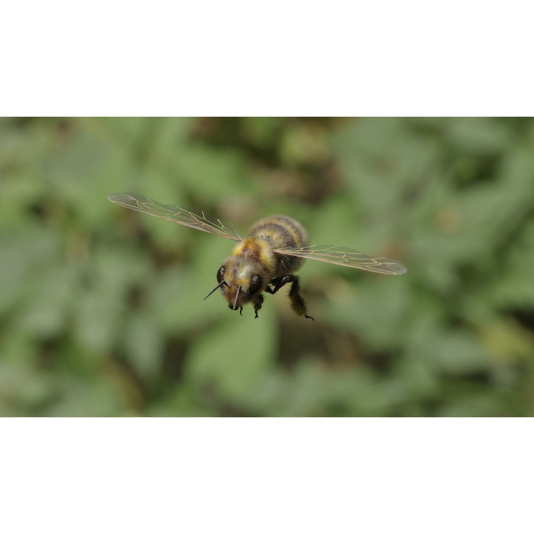 Honey Bee 3D Model – Low Poly Rigged Insect Asset, FBX & Blender - View 41