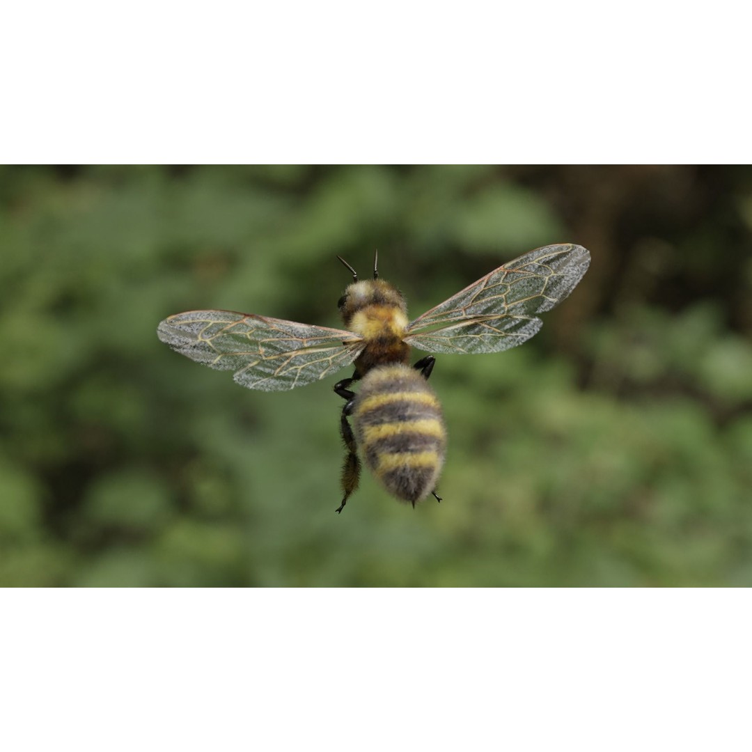 Honey Bee 3D Model – Low Poly Rigged Insect Asset, FBX & Blender - View 45