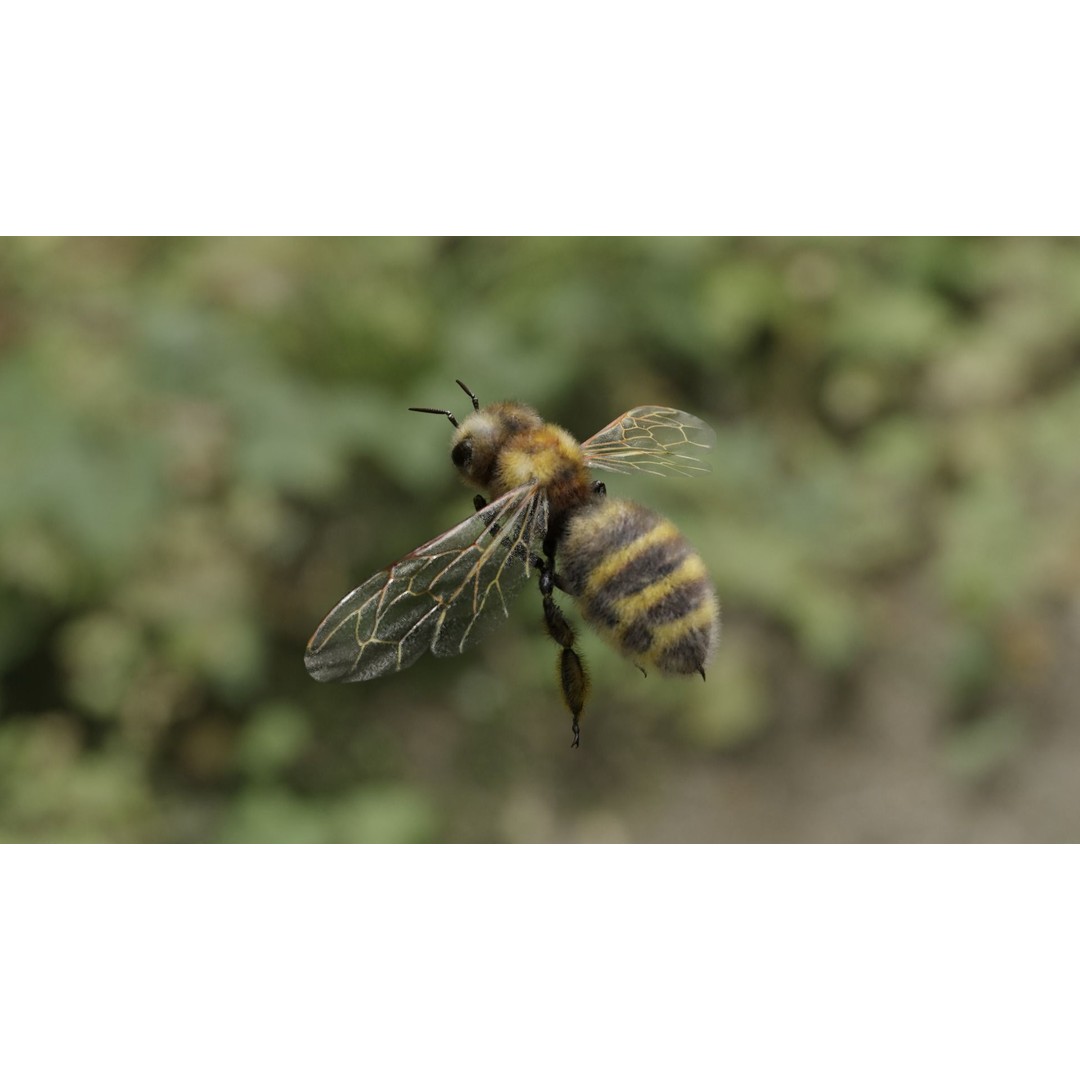 Honey Bee 3D Model – Low Poly Rigged Insect Asset, FBX & Blender - View 46