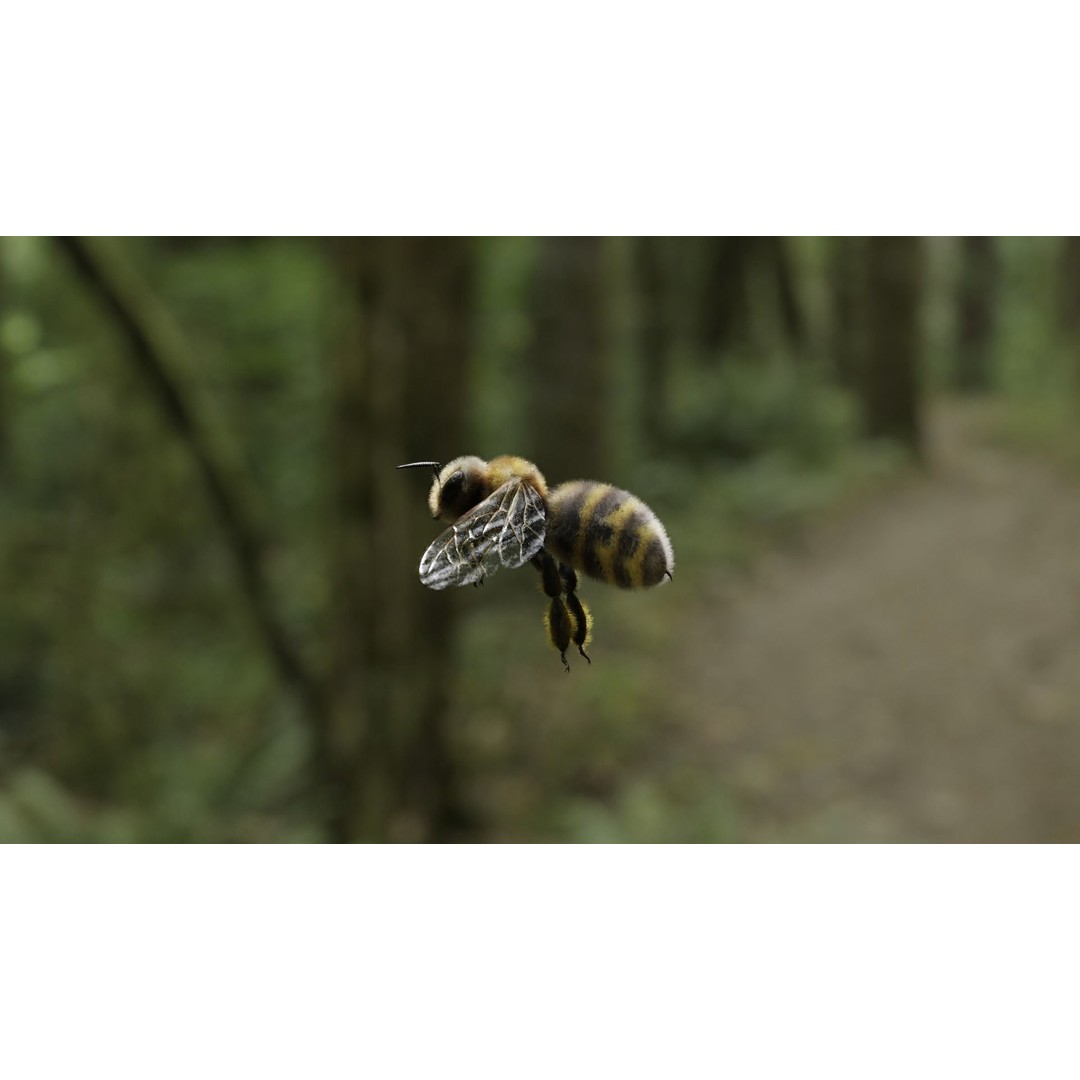 Honey Bee 3D Model – Low Poly Rigged Insect Asset, FBX & Blender - View 49