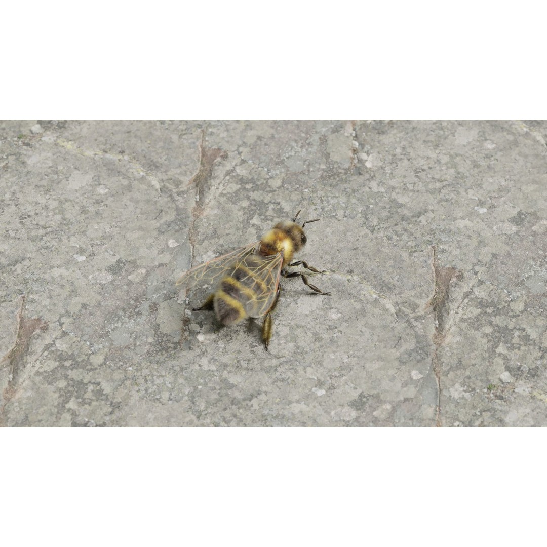 Honey Bee 3D Model – Low Poly Rigged Insect Asset, FBX & Blender - View 50