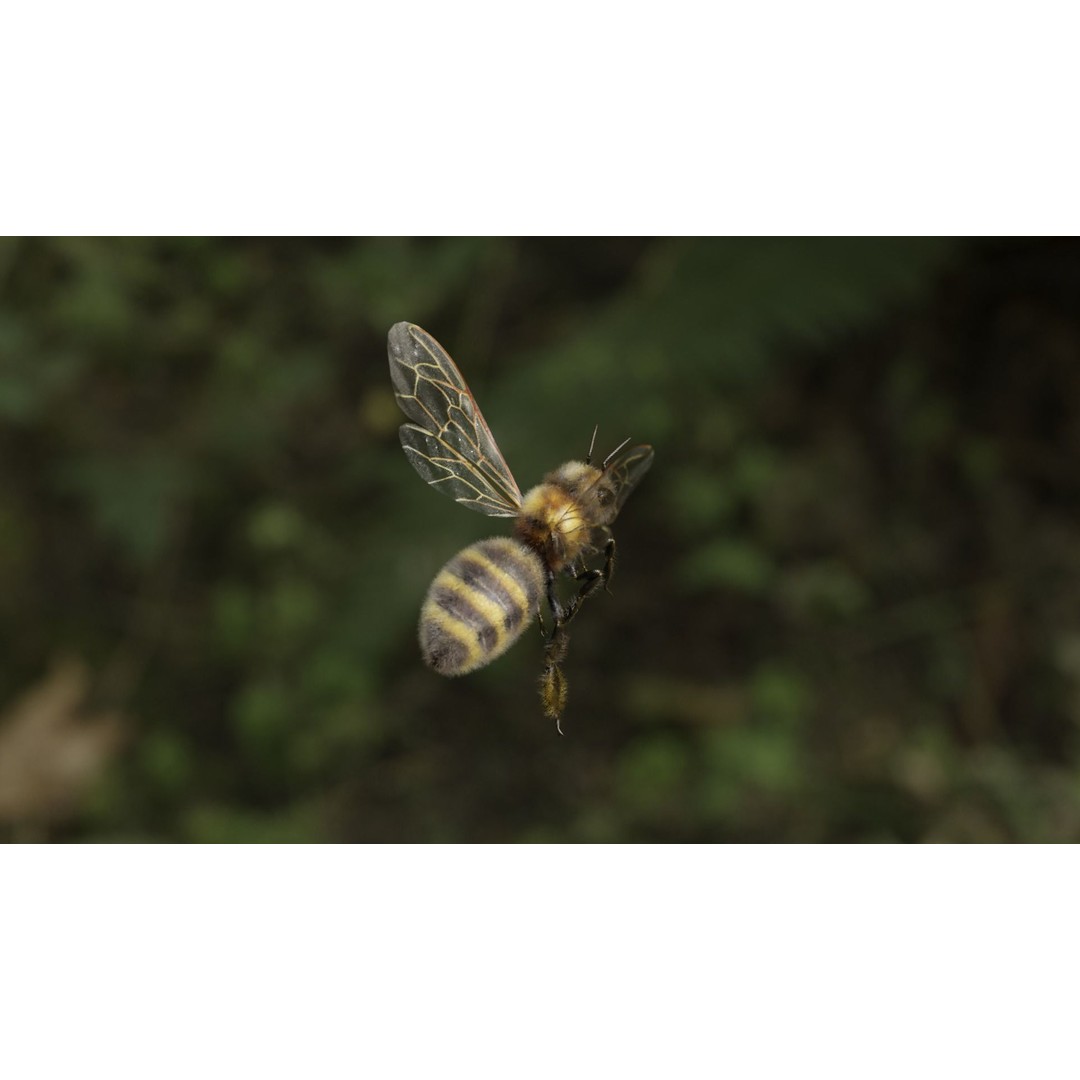 Honey Bee 3D Model – Low Poly Rigged Insect Asset, FBX & Blender - View 51