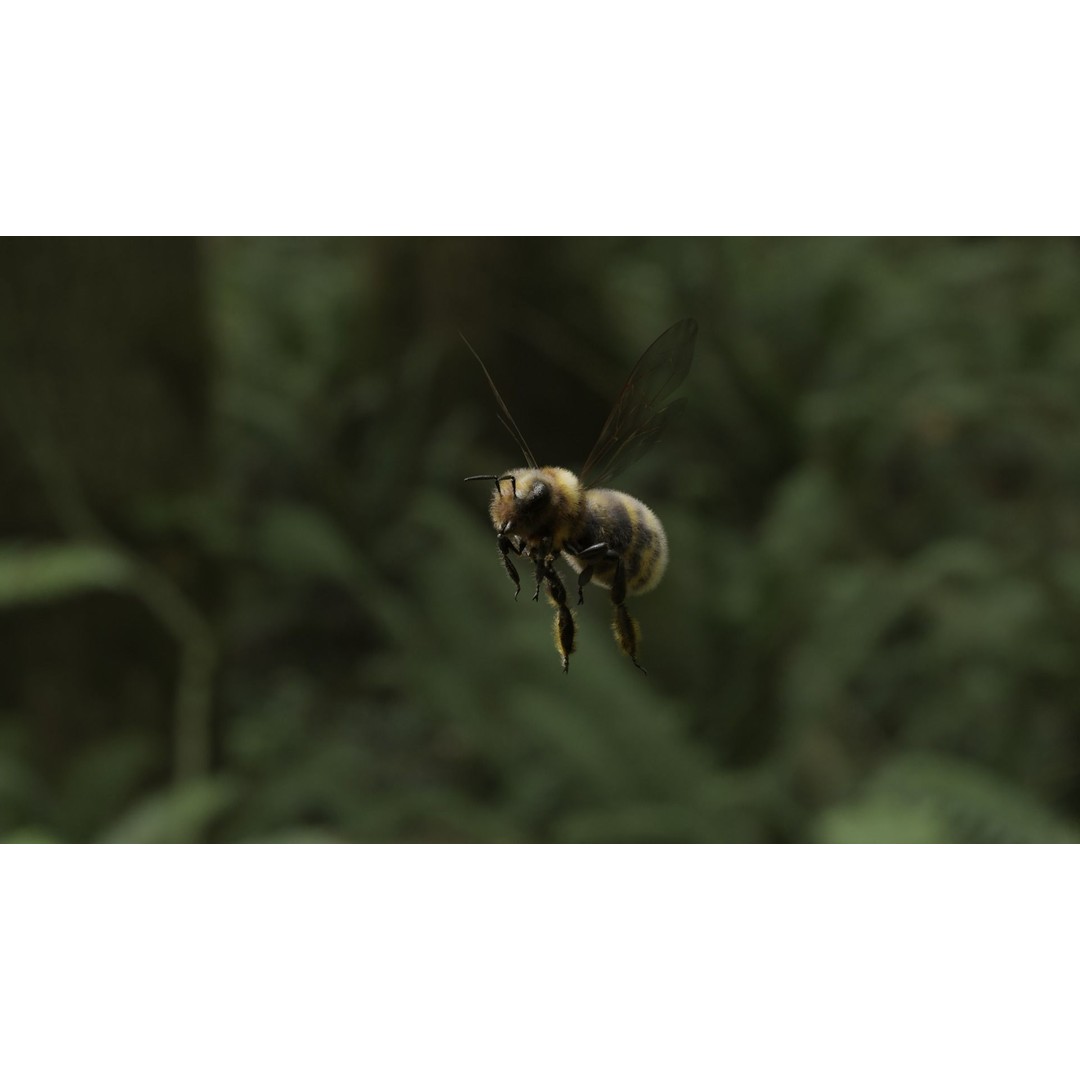 Honey Bee 3D Model – Low Poly Rigged Insect Asset, FBX & Blender - View 52
