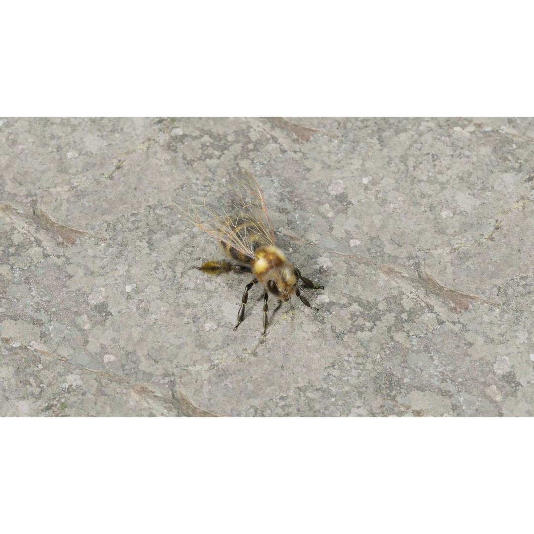 Honey Bee 3D Model – Low Poly Rigged Insect Asset, FBX & Blender - View 6