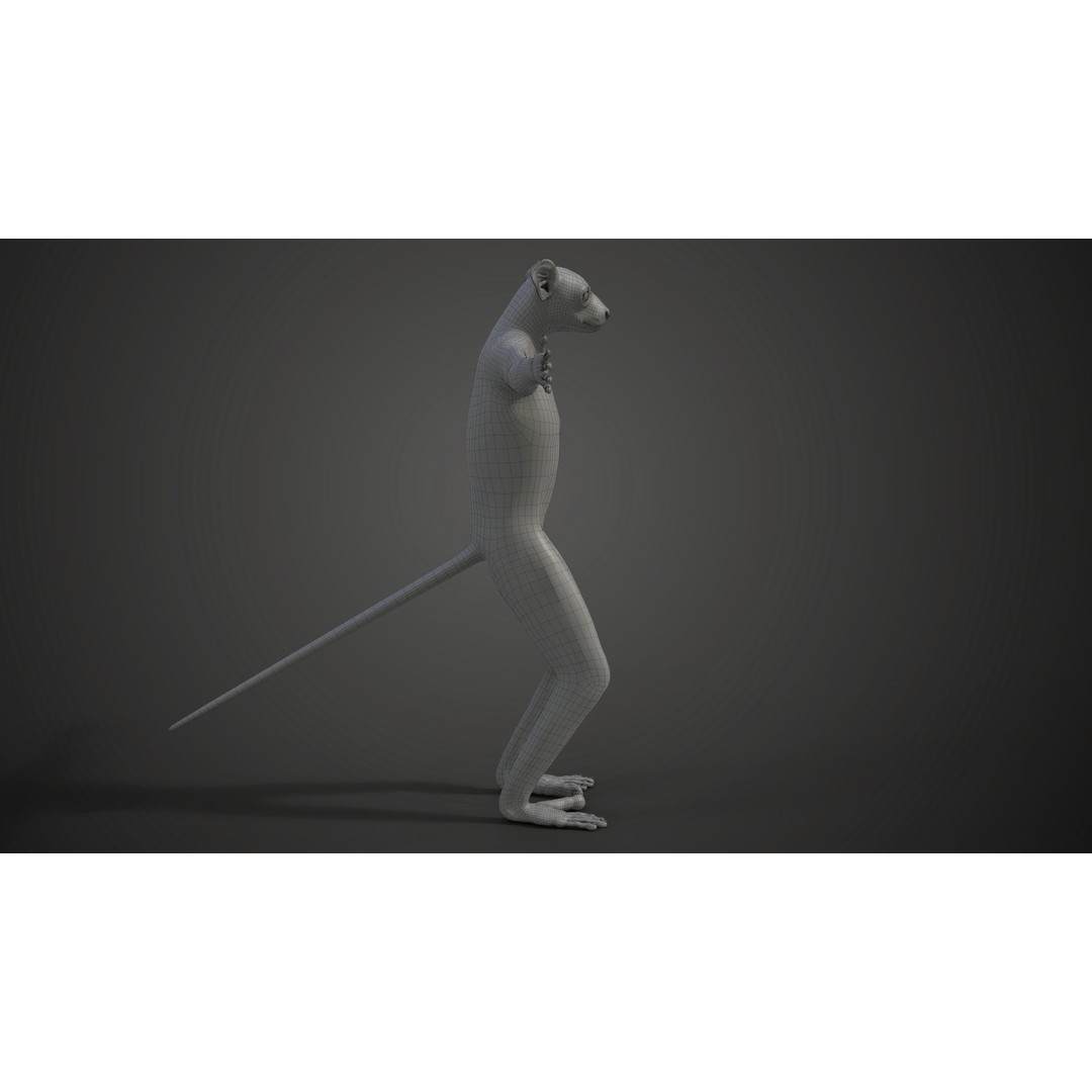 White Sifaka 3D Model – Rigged Animal Character with Animations - View 19