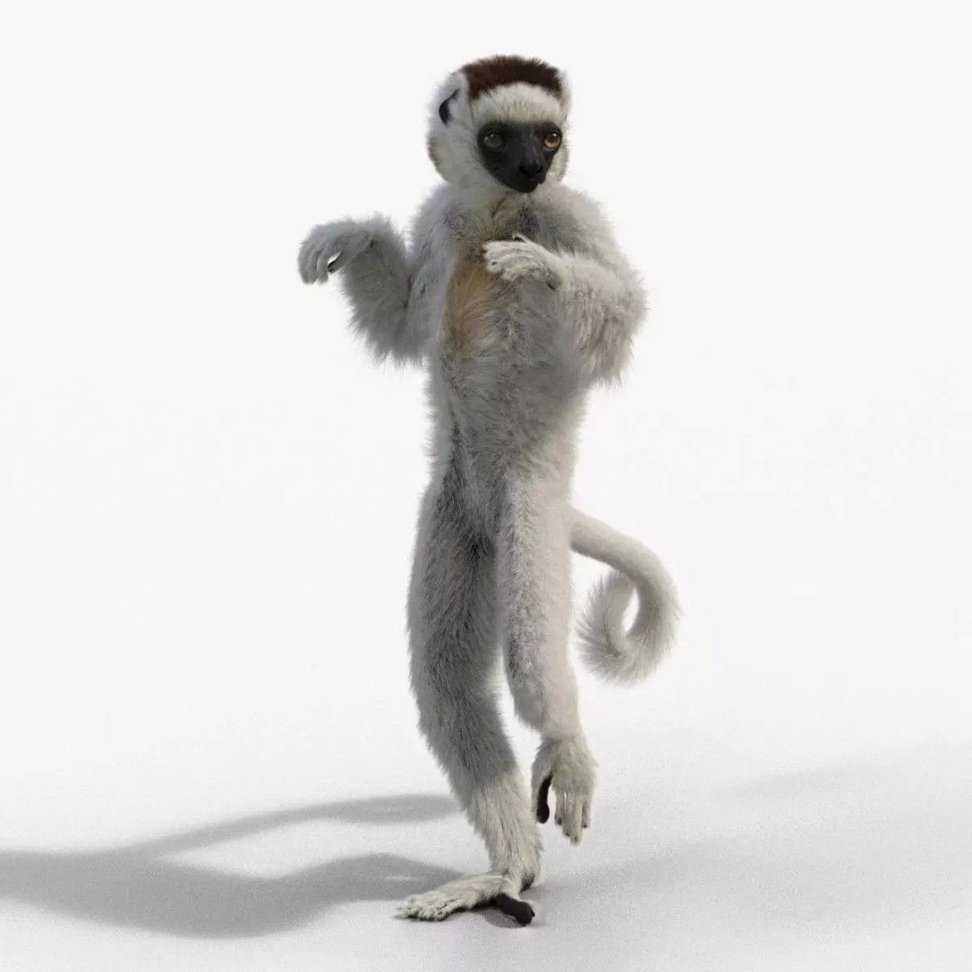 White Sifaka 3D Model – Rigged Animal Character with Animations - View 2