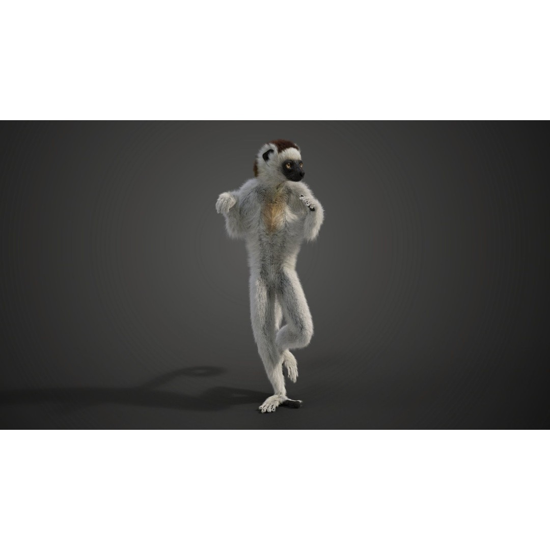 White Sifaka 3D Model – Rigged Animal Character with Animations - View 3