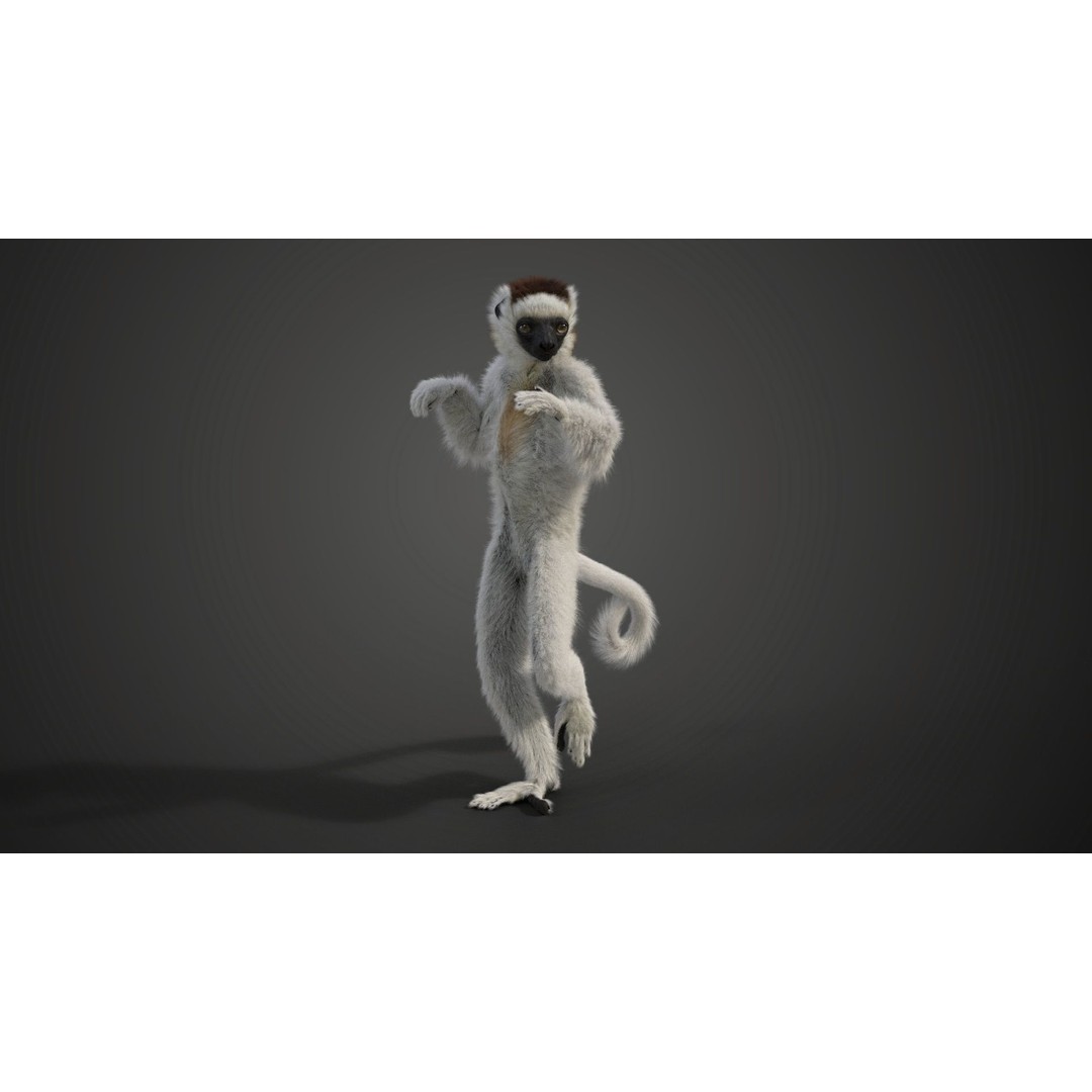 White Sifaka 3D Model – Rigged Animal Character with Animations - View 4