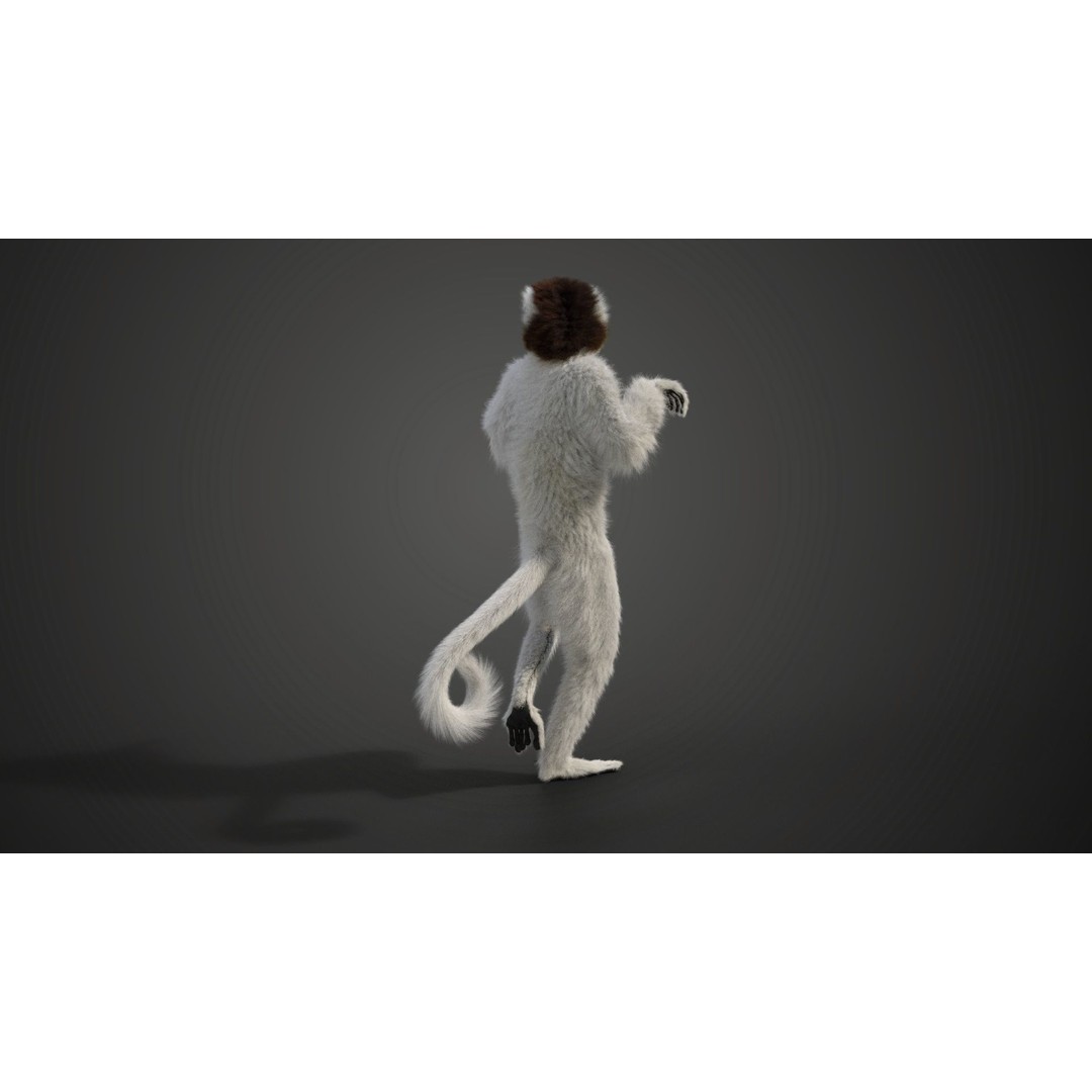 White Sifaka 3D Model – Rigged Animal Character with Animations - View 5