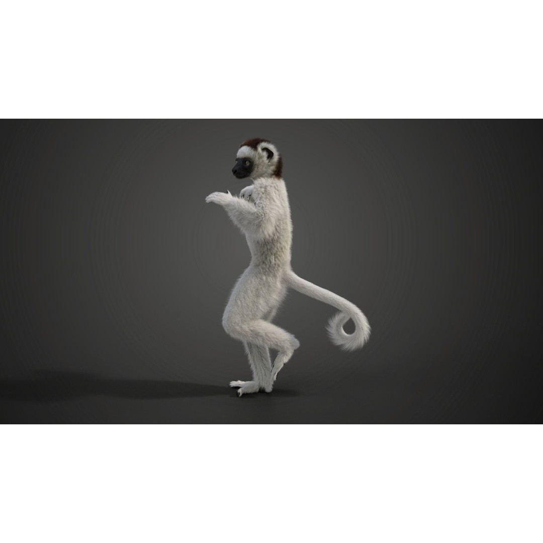 White Sifaka 3D Model – Rigged Animal Character with Animations - View 6