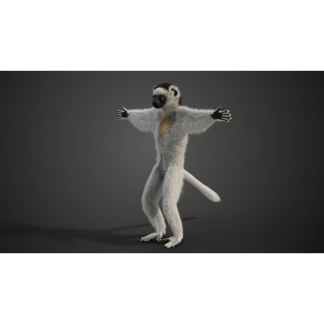 White Sifaka 3D Model – Rigged Animal Character with Animations - View 7