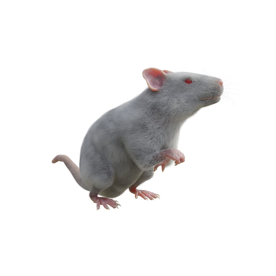 Rat 3D Model – Rigged VFX Asset with PBR Textures, FBX - View 3