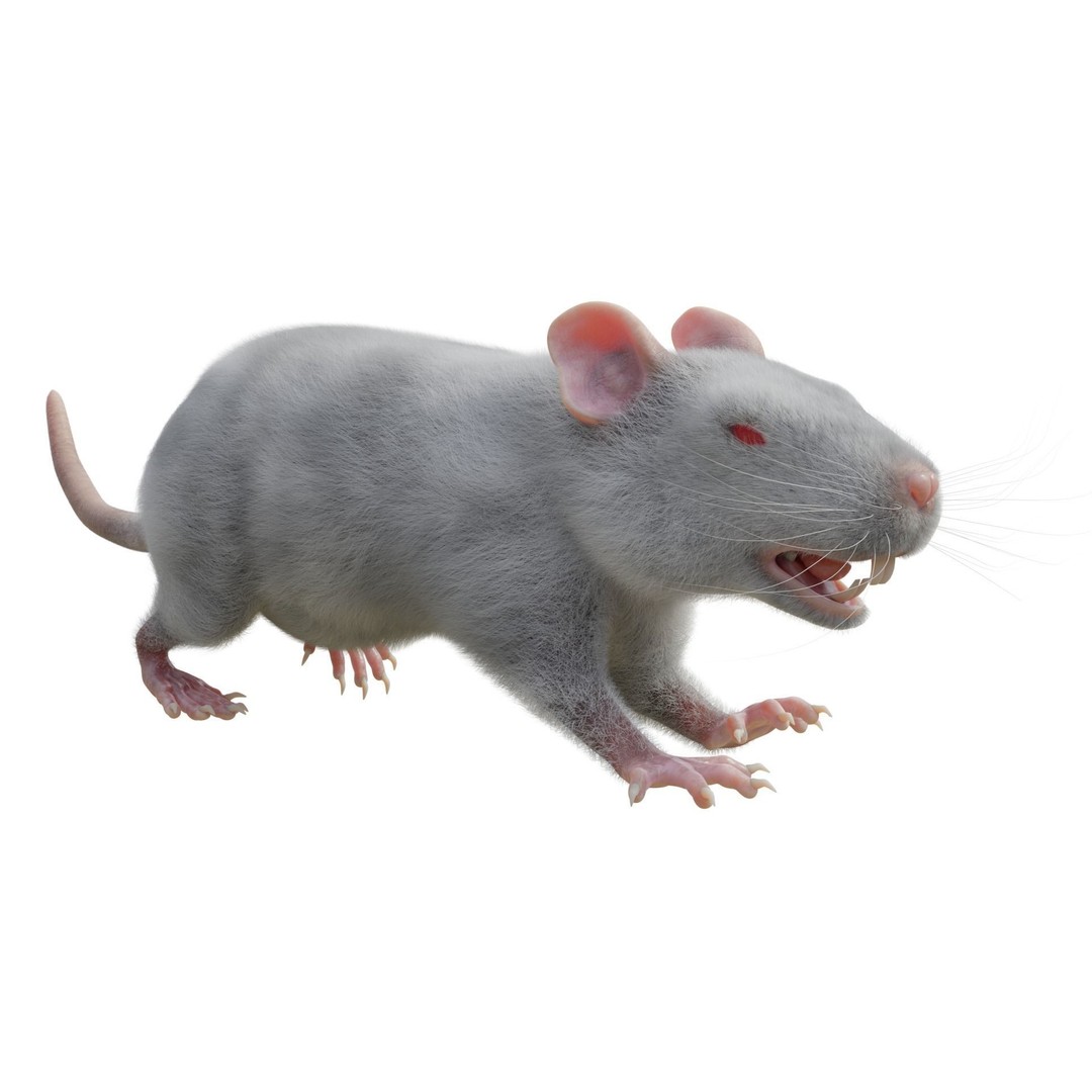 Rat 3D Model – Rigged VFX Asset with PBR Textures, FBX - View 4