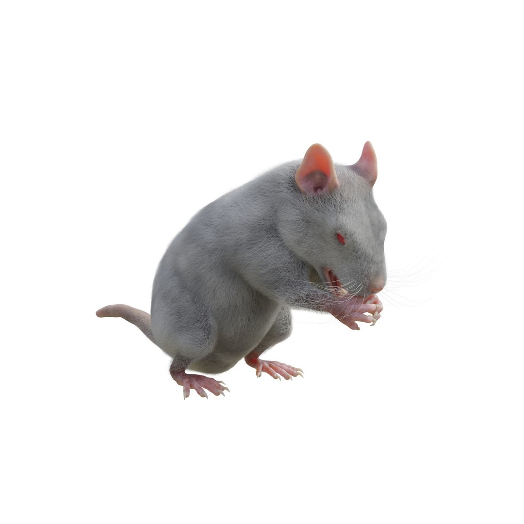 Rat 3D Model – Rigged VFX Asset with PBR Textures, FBX - View 5
