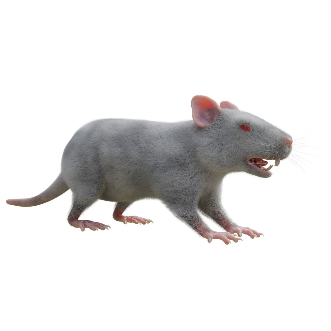 Rat 3D Model – Rigged VFX Asset with PBR Textures, FBX - View 6