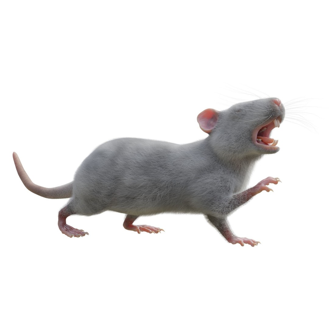 Rat 3D Model – Rigged VFX Asset with PBR Textures, FBX - View 7