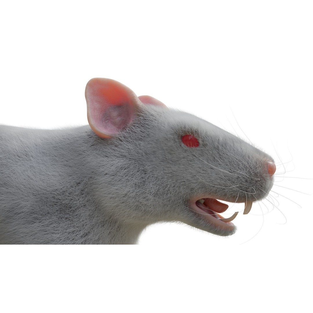 Rat 3D Model – Rigged VFX Asset with PBR Textures, FBX - View 8