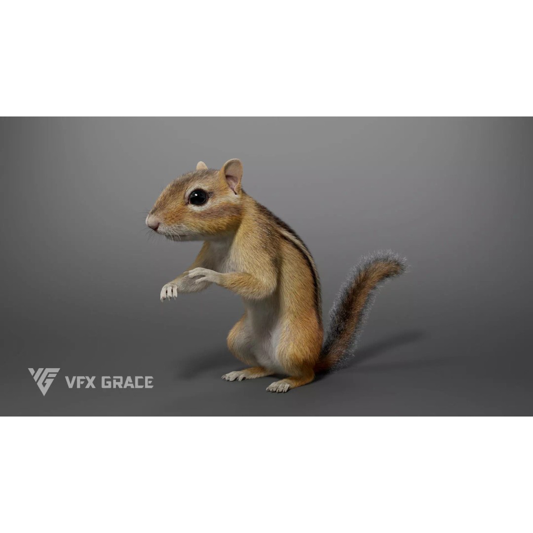 Chipmunk 3D Model – Rigged Character with Realistic Fur, Maya - View 2