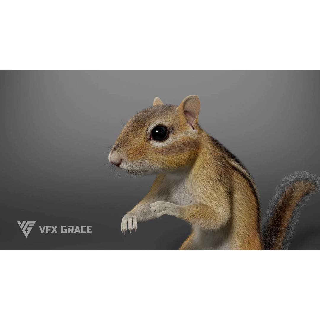 Chipmunk 3D Model – Rigged Character with Realistic Fur, Maya - View 3