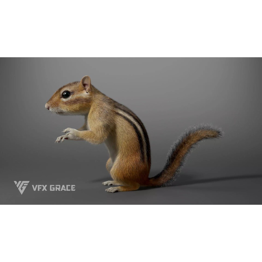 Chipmunk 3D Model – Rigged Character with Realistic Fur, Maya - View 4