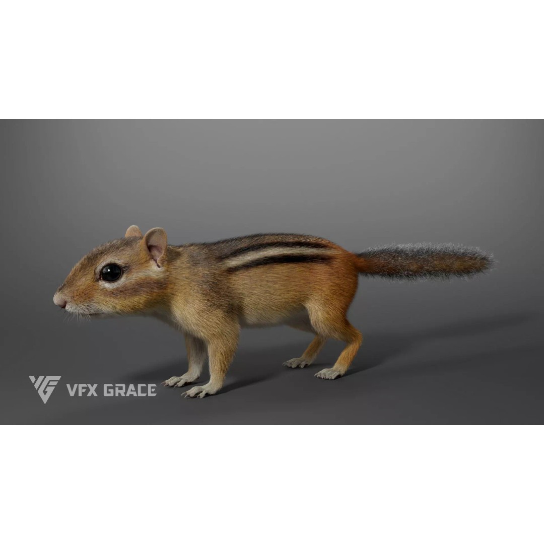 Chipmunk 3D Model – Rigged Character with Realistic Fur, Maya - View 8