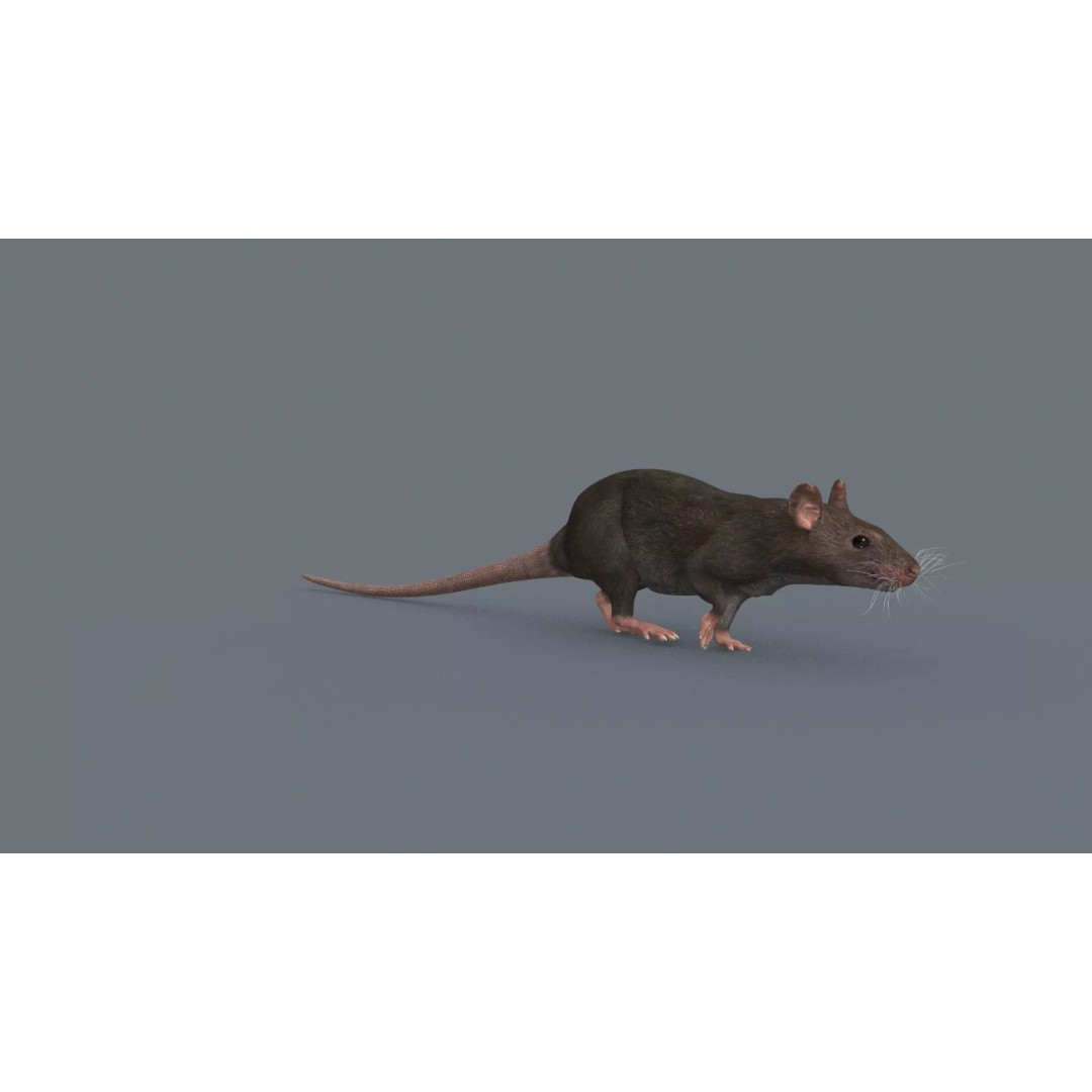 Realistic Rat 3D Model – Animated Creature with PBR Textures, FBX, OBJ