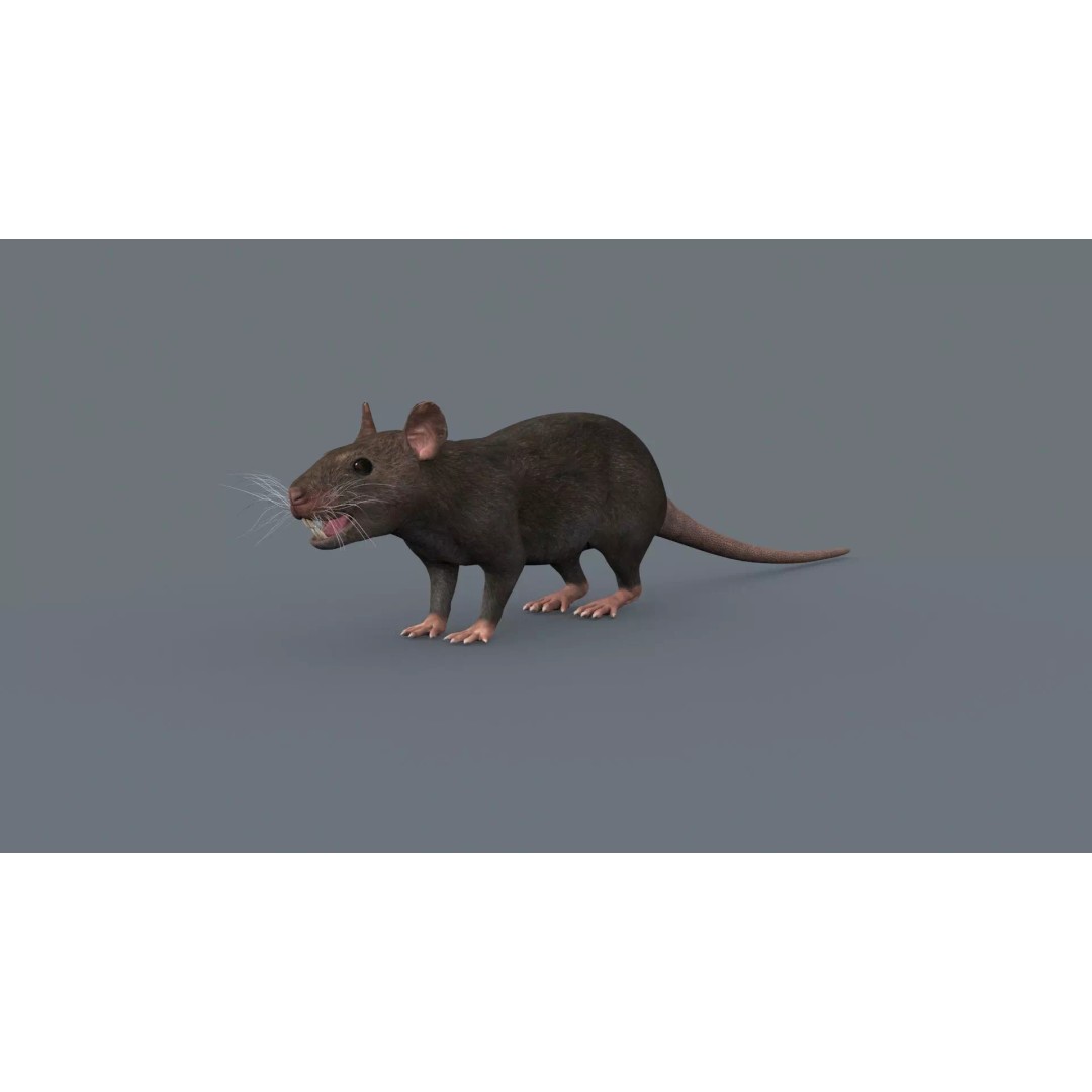 Realistic Rat 3D Model – Animated Creature with PBR Textures, FBX, OBJ - View 10