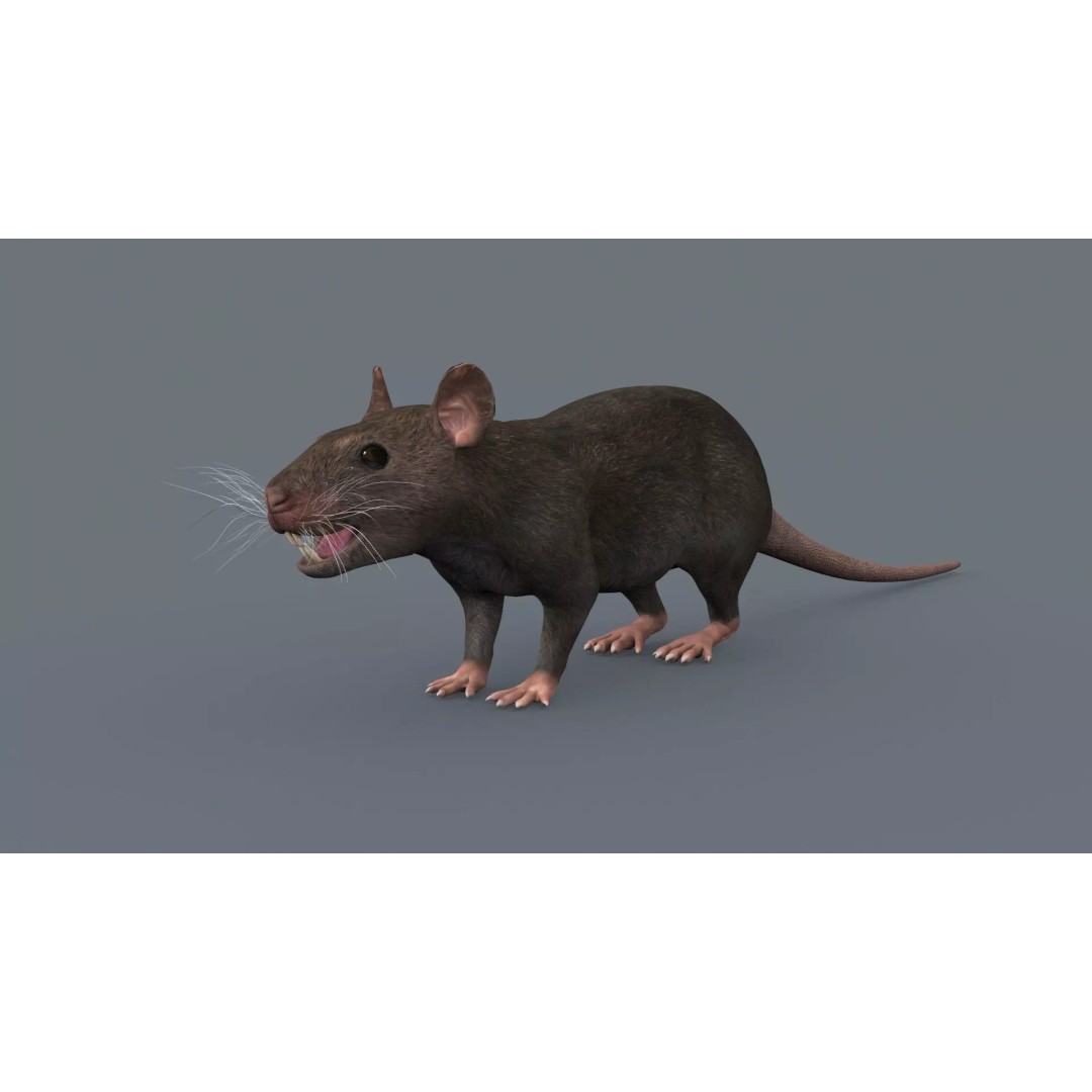 Realistic Rat 3D Model – Animated Creature with PBR Textures, FBX, OBJ - View 11