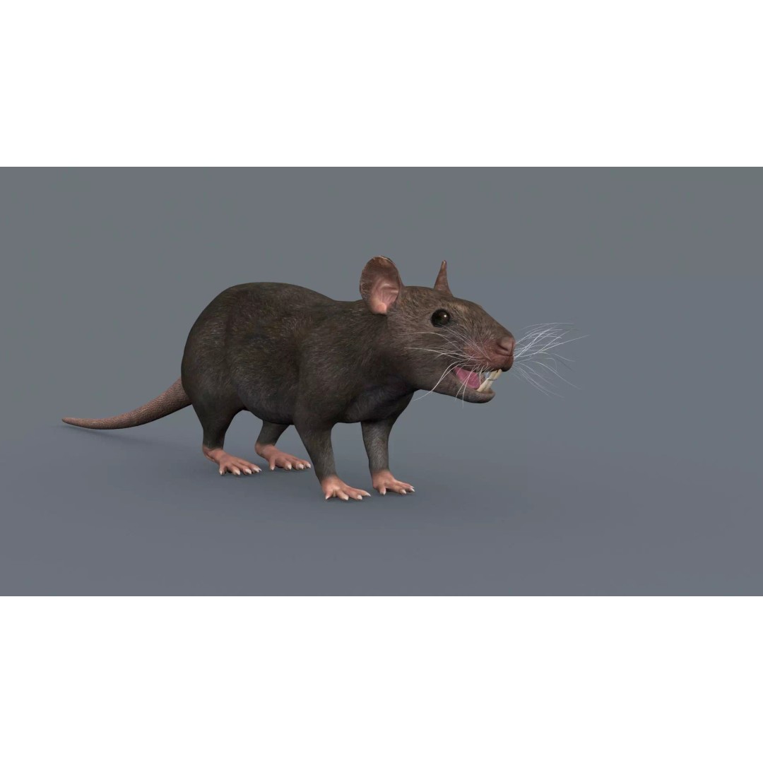 Realistic Rat 3D Model – Animated Creature with PBR Textures, FBX, OBJ - View 12