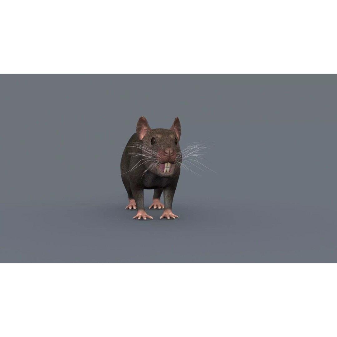 Realistic Rat 3D Model – Animated Creature with PBR Textures, FBX, OBJ - View 13