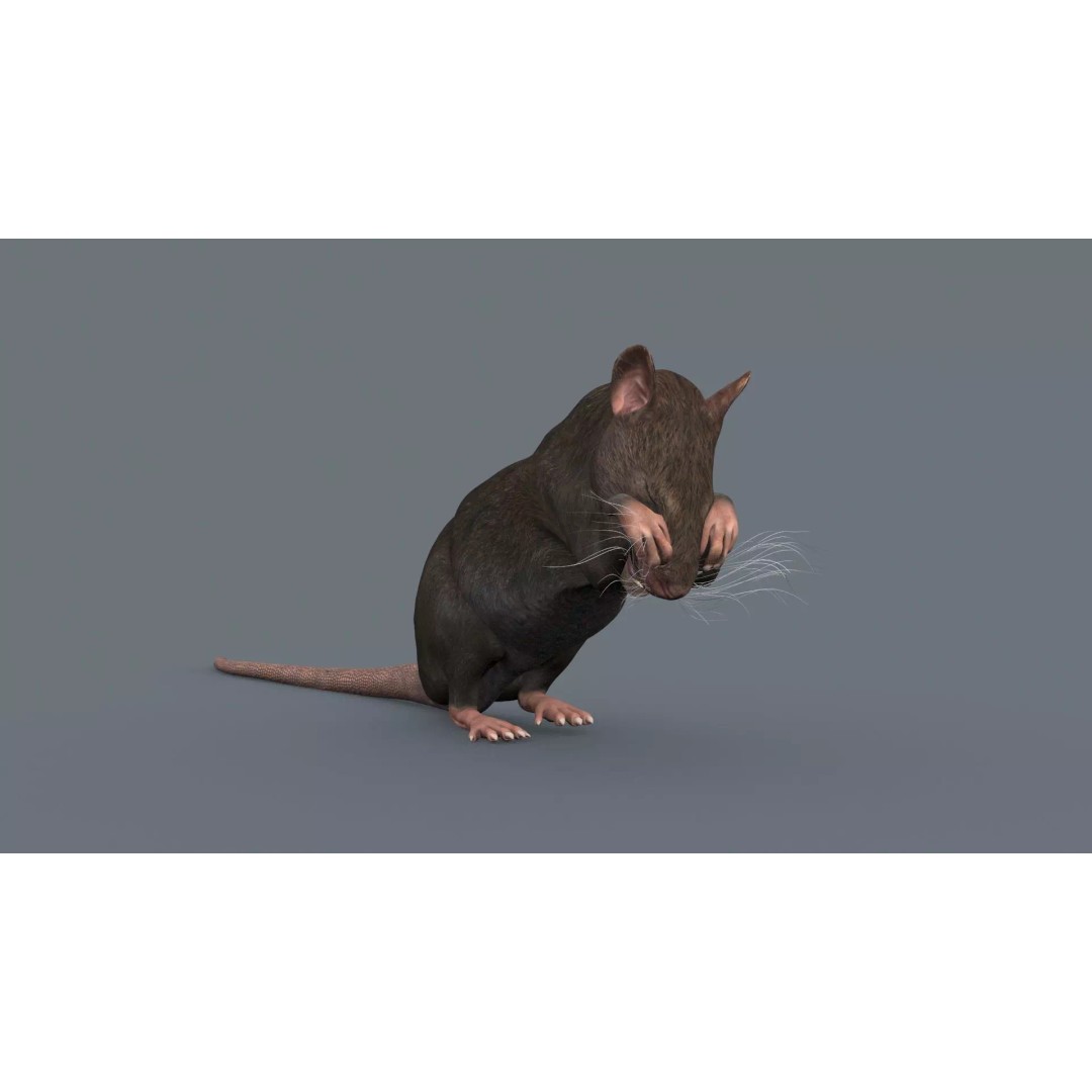 Realistic Rat 3D Model – Animated Creature with PBR Textures, FBX, OBJ - View 14